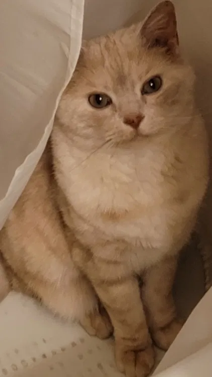 Lost cat in Olathe, KS, 66062