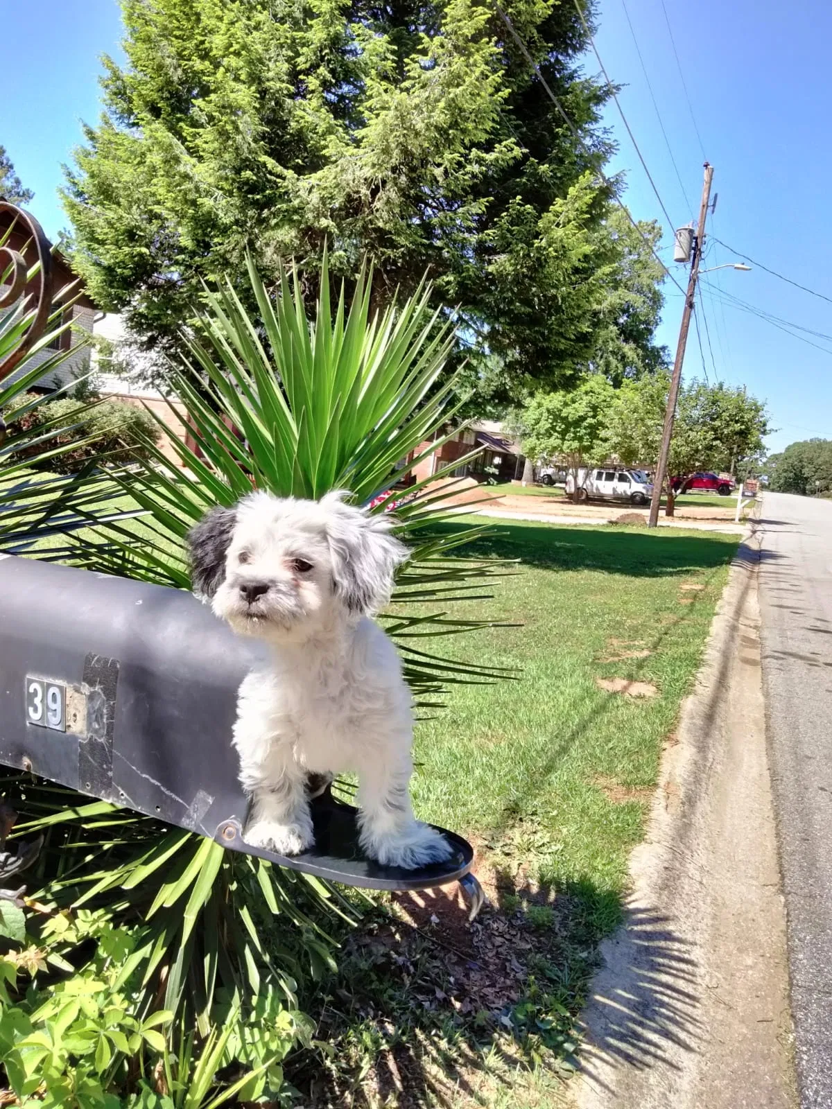 Lost dog in Lilburn, GA, 30047