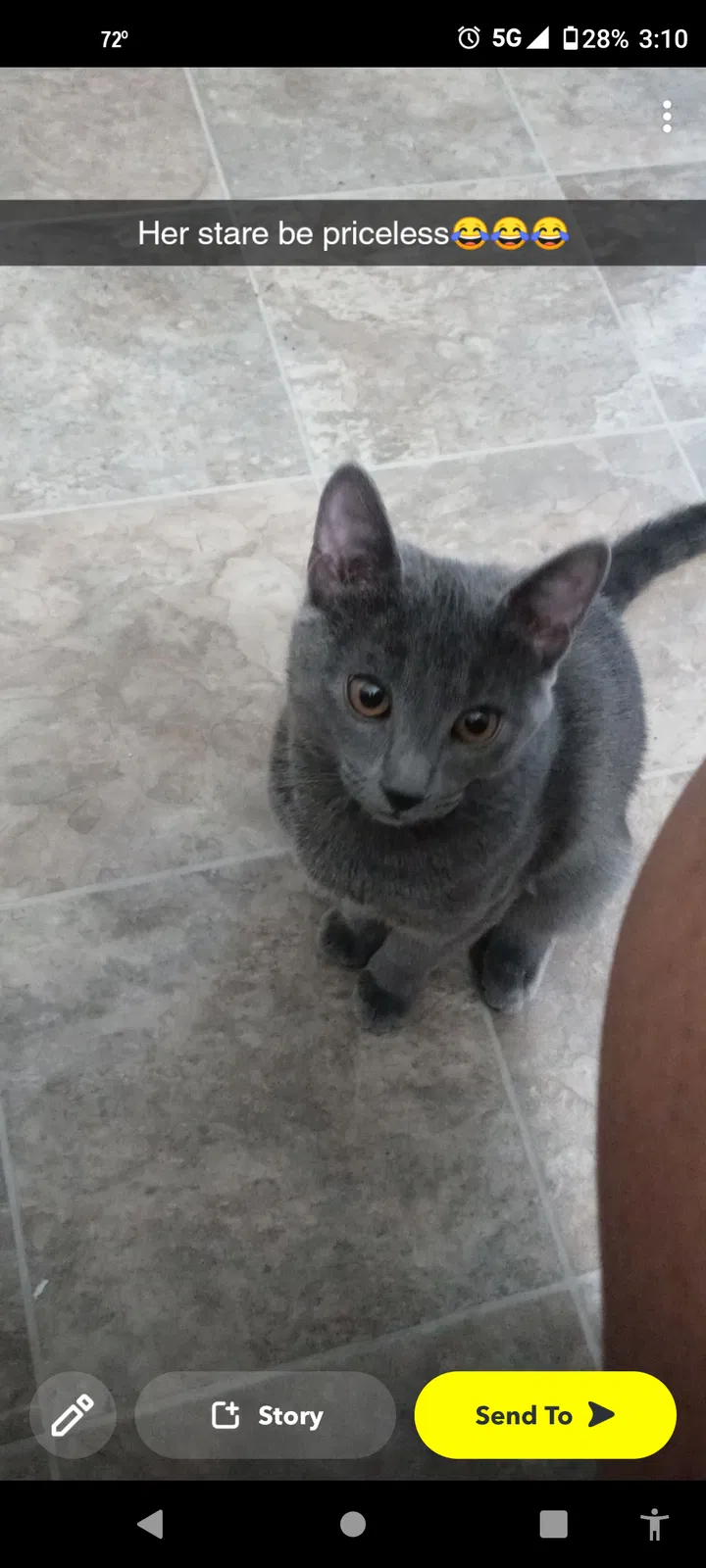 Lost cat in Saint Paul, MN, 55106