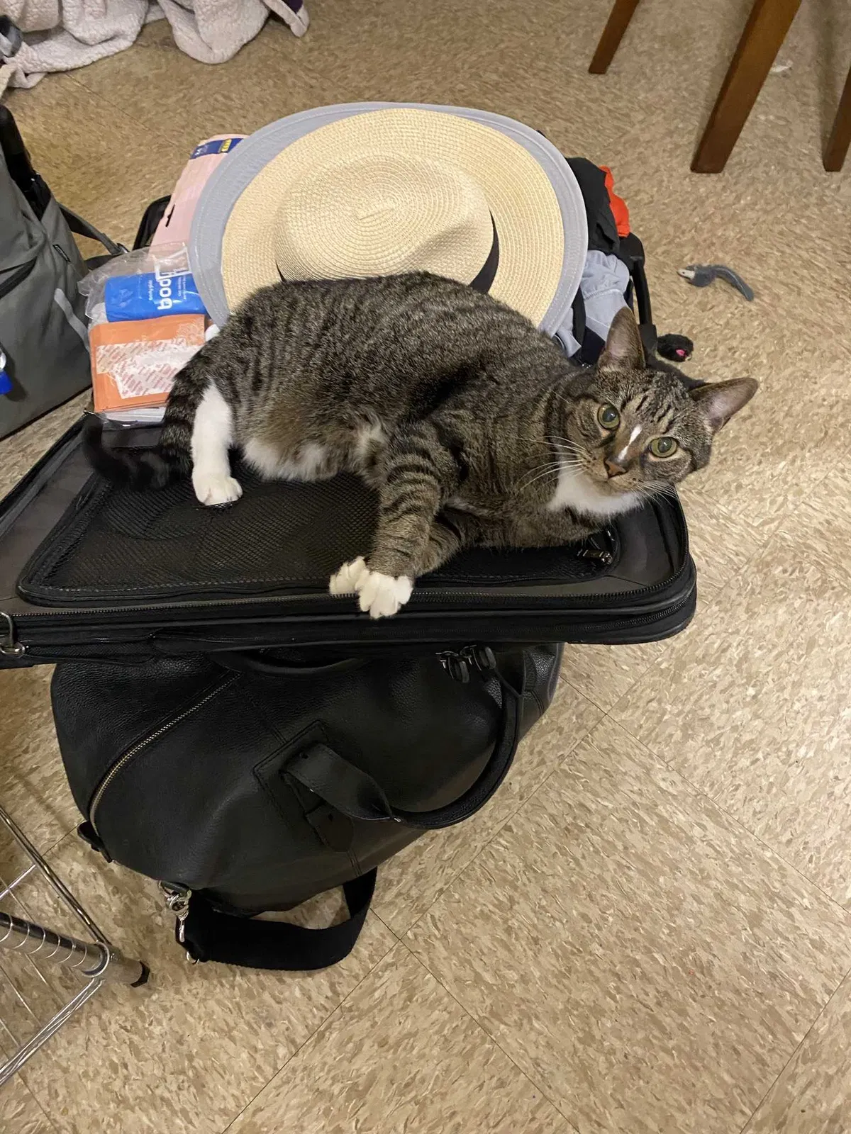 Lost cat in Elmhurst, IL, 60126