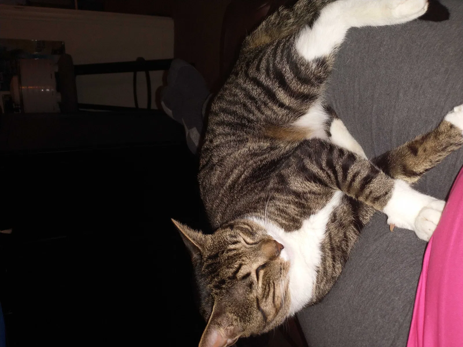 Lost cat in Newport News, VA, 23606