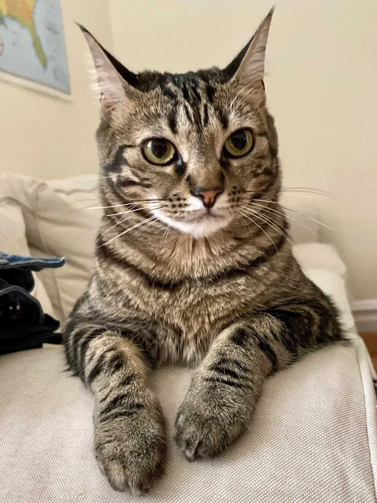 Lost cat in Flushing, NY, 11354