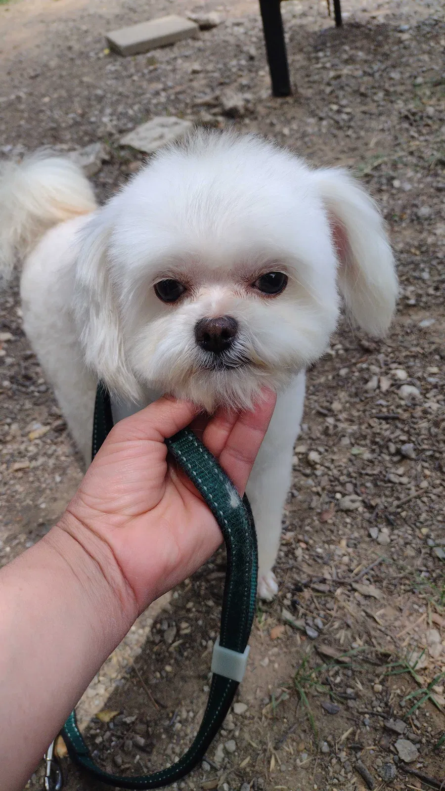 Lost dog in Garland, TX, 75040