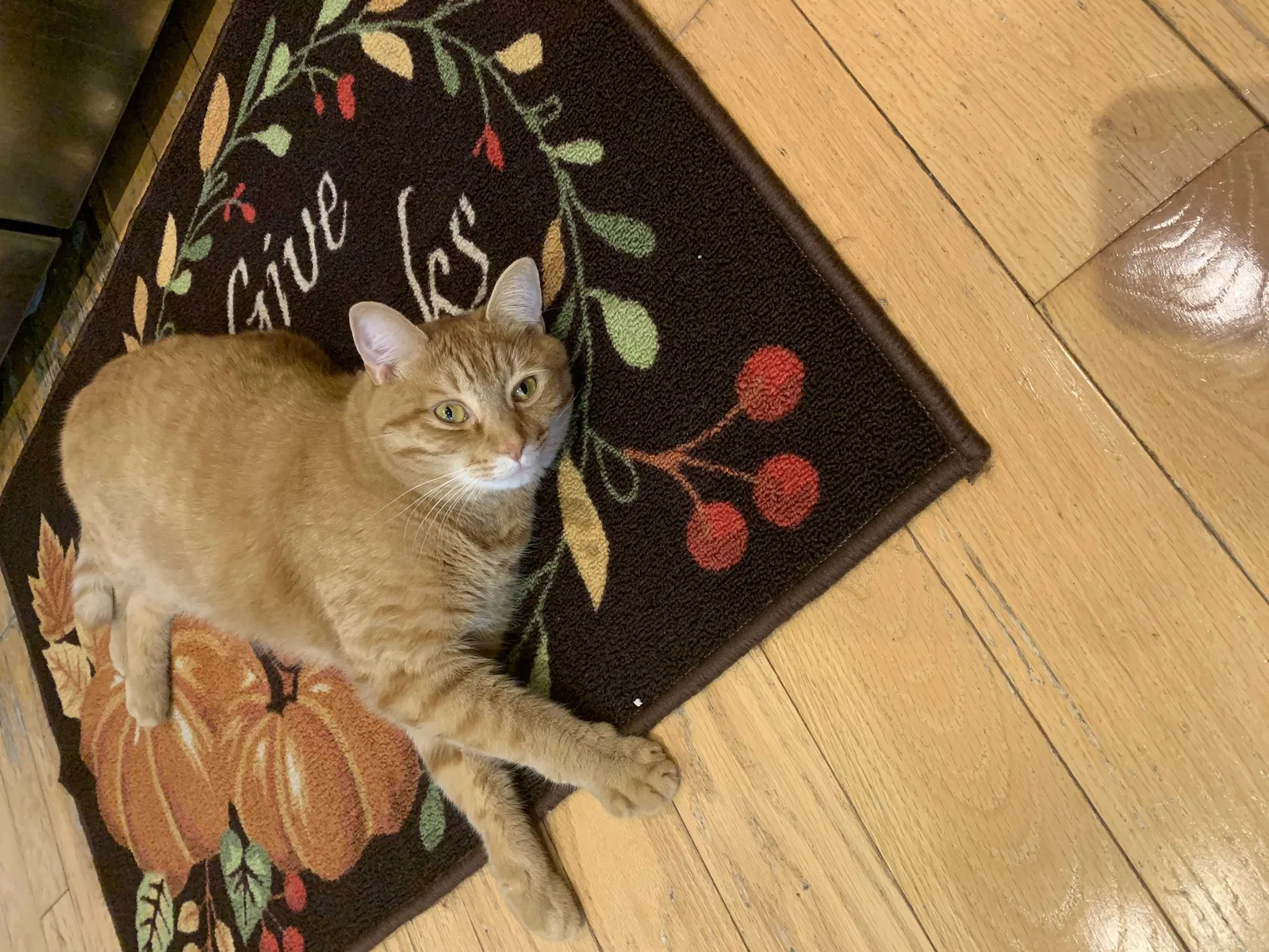 Lost cat in Gainesville, VA, 20155