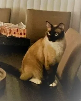 Lost cat in Redondo Beach, CA, 90277