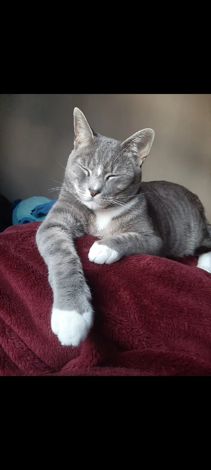 Lost cat in Salem, OR, 97306