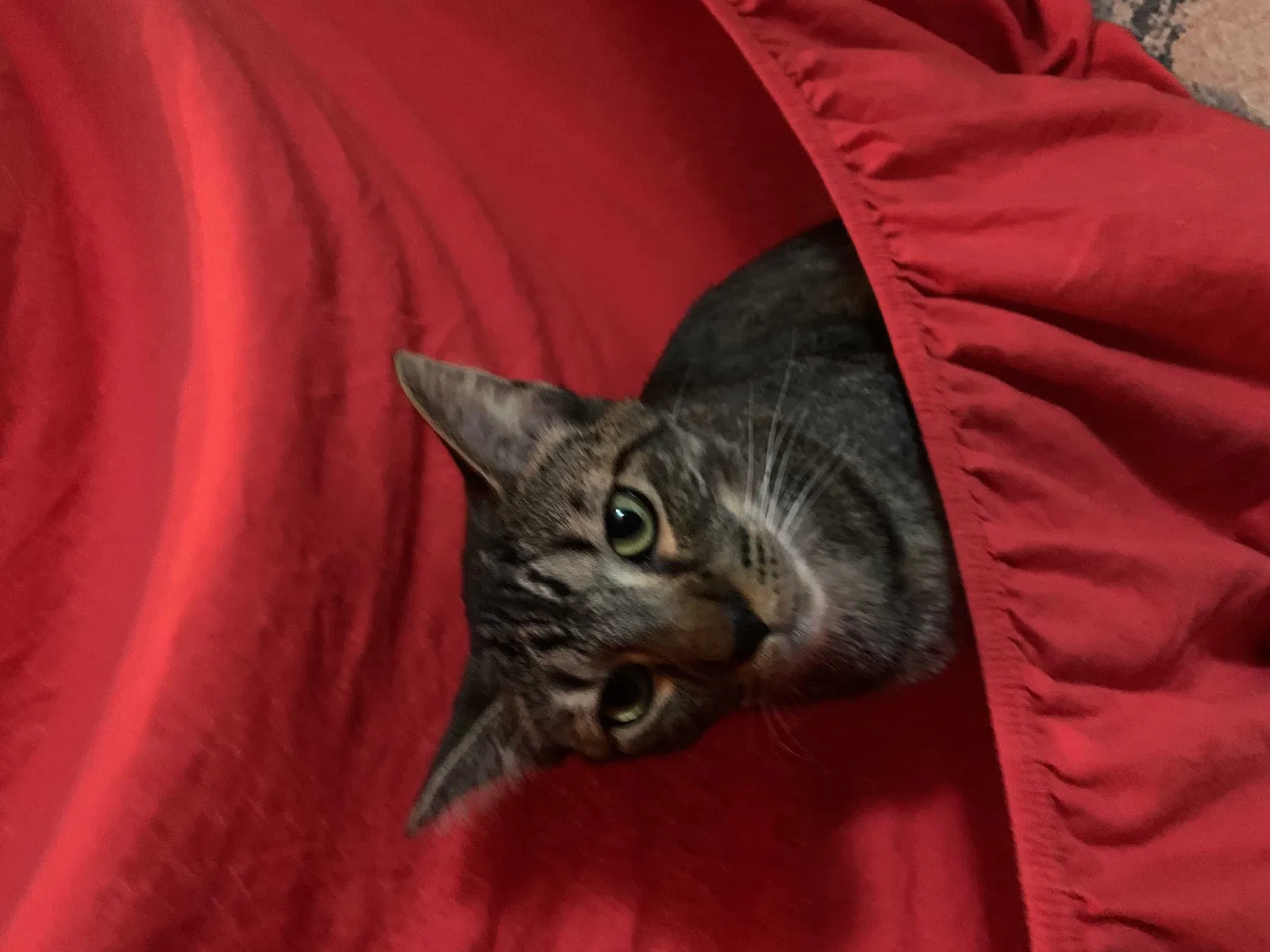 Lost cat in Longwood, FL, 32750