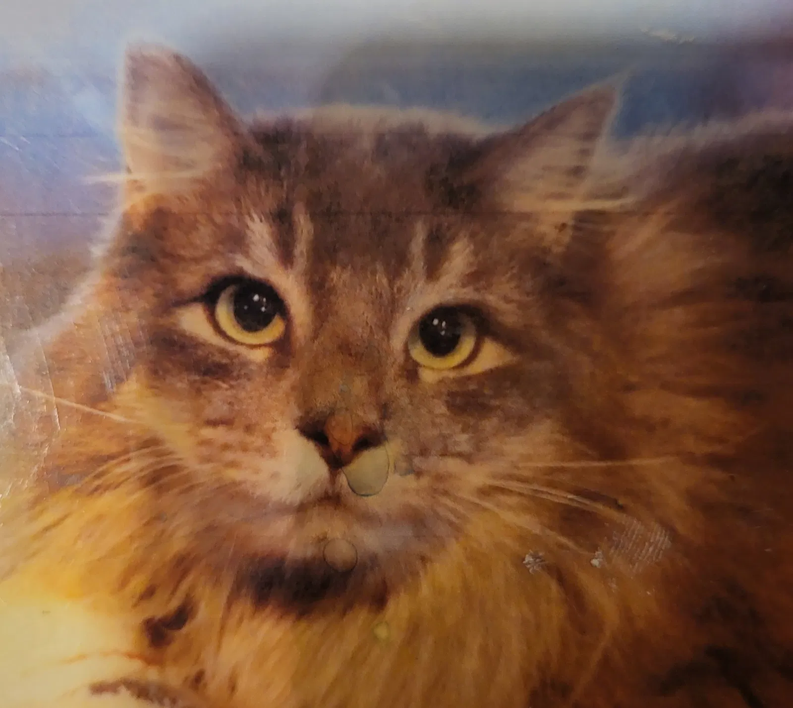 Lost cat in Park City, UT, 84060