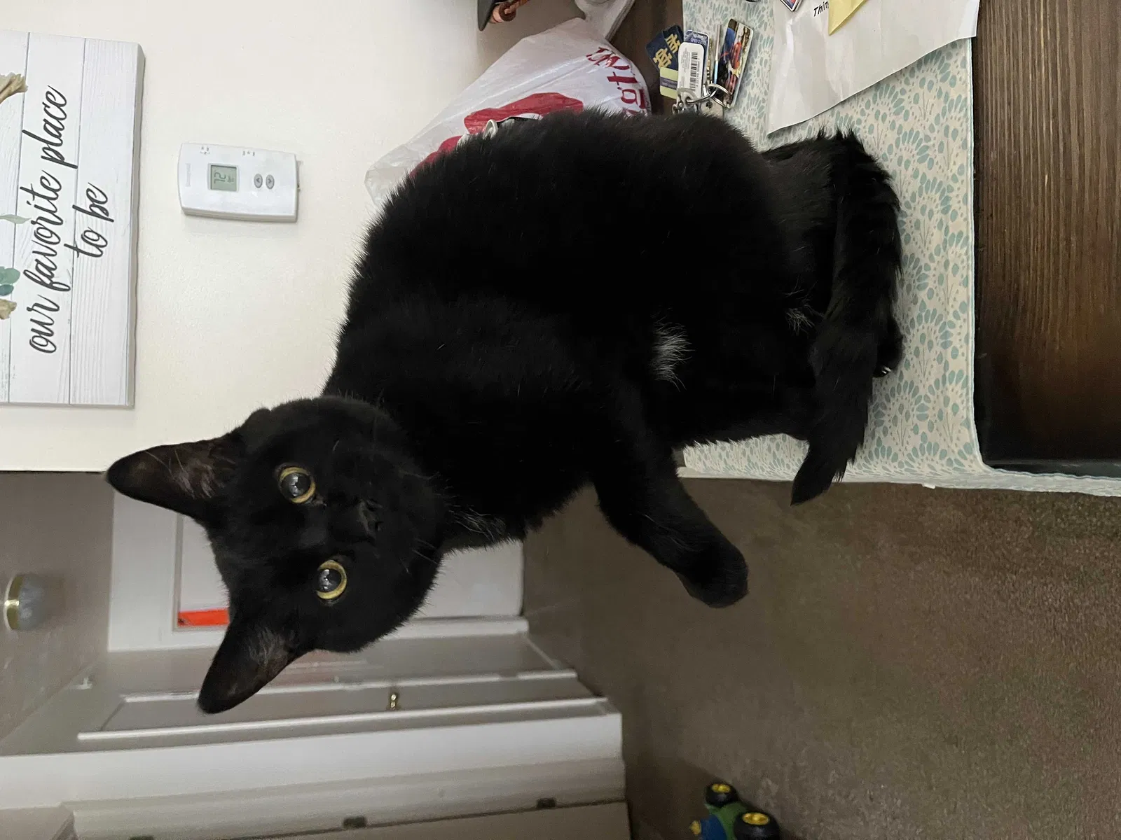 Lost cat in Niles, MI, 49120