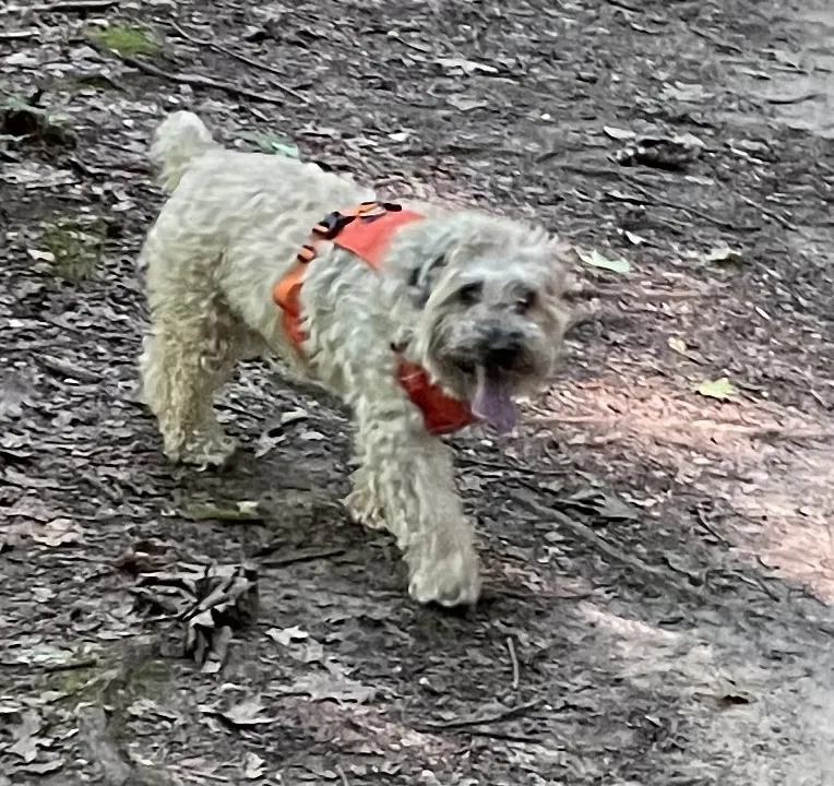 Lost dog in Rochester, NY, 14609