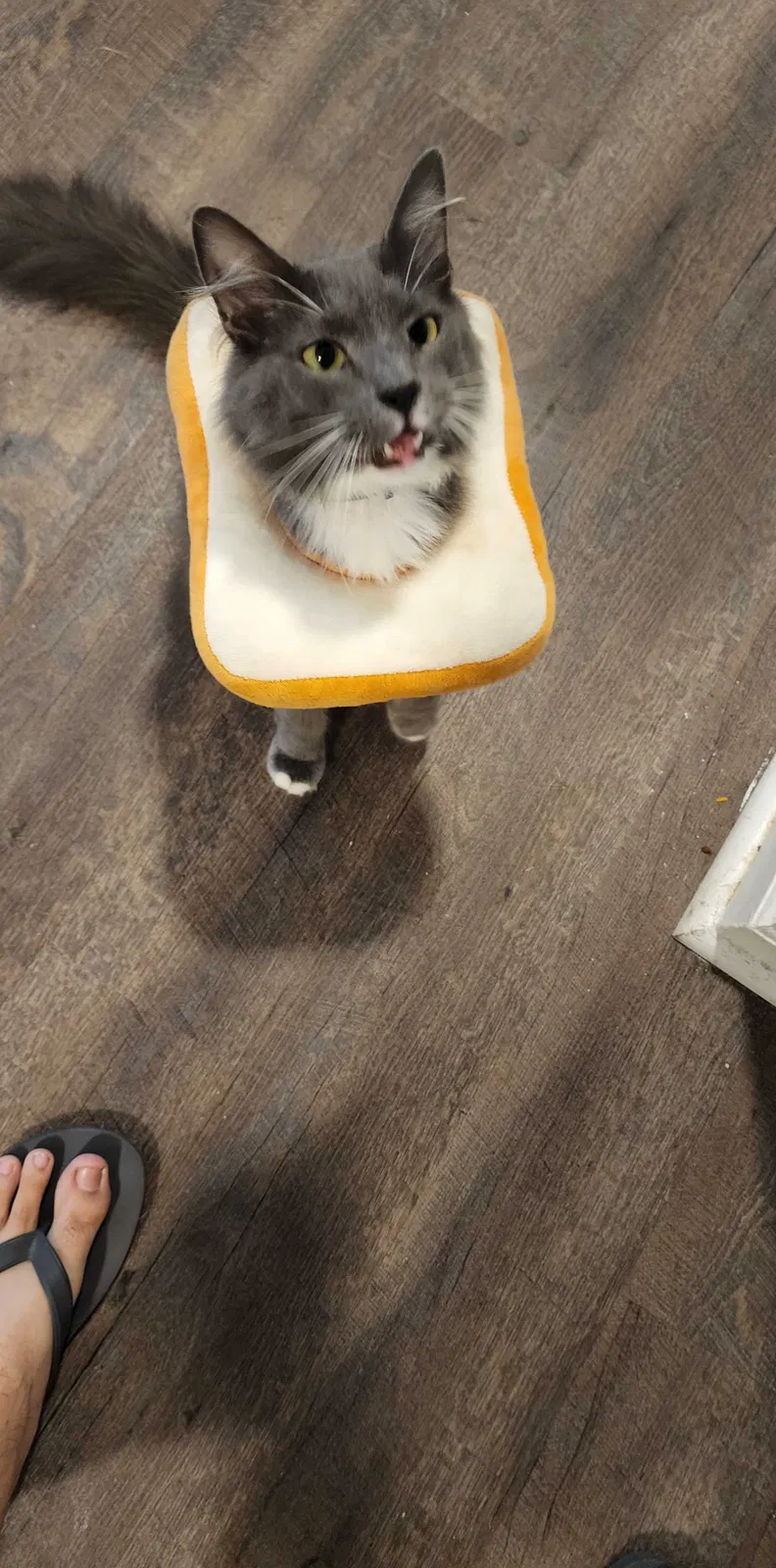 Lost cat in Hinesville, GA, 31313