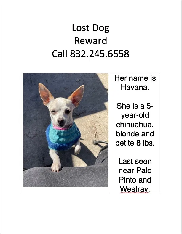 Lost dog in Houston, TX, 77080