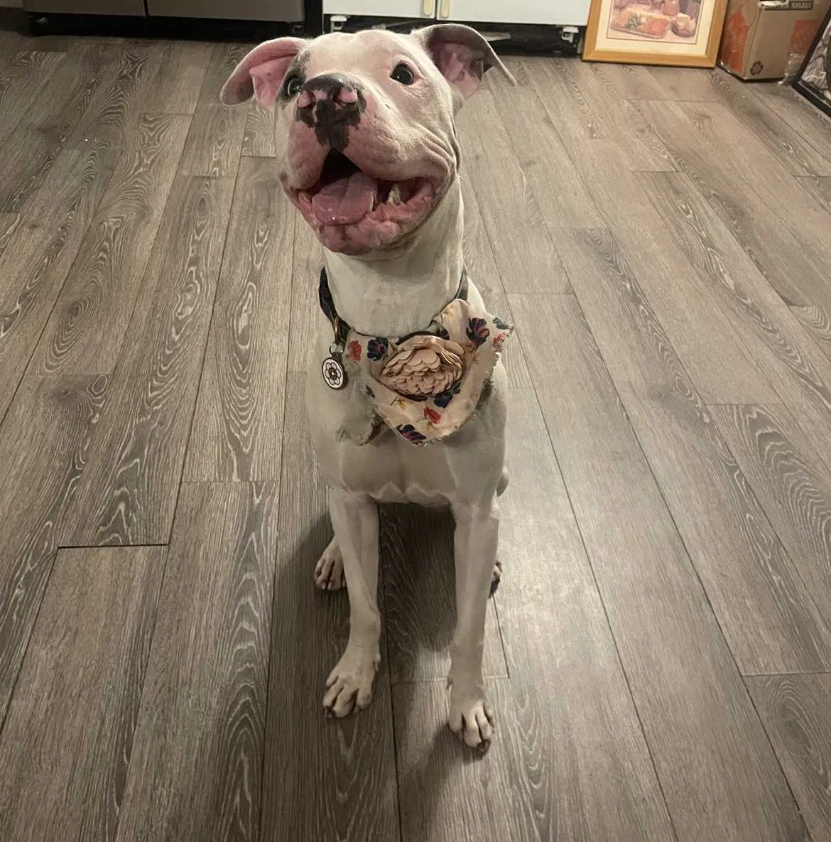 Lost dog in Phoenix, AZ, 85009
