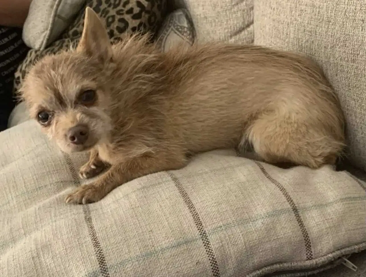 Lost dog in Riverside, CA, 92509