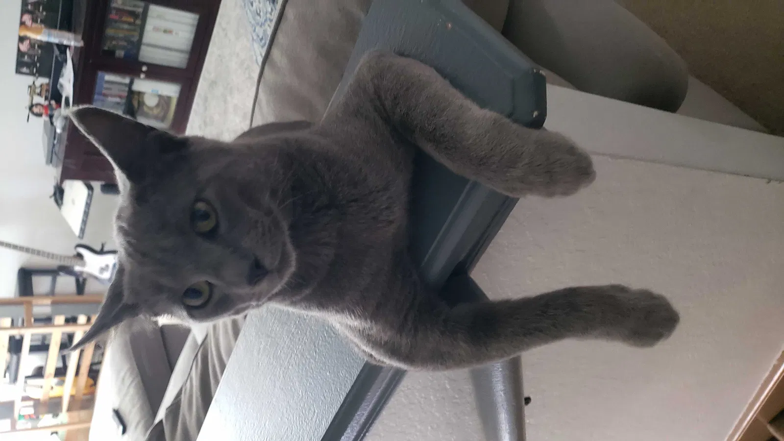 Lost cat in San Antonio, TX, 78218