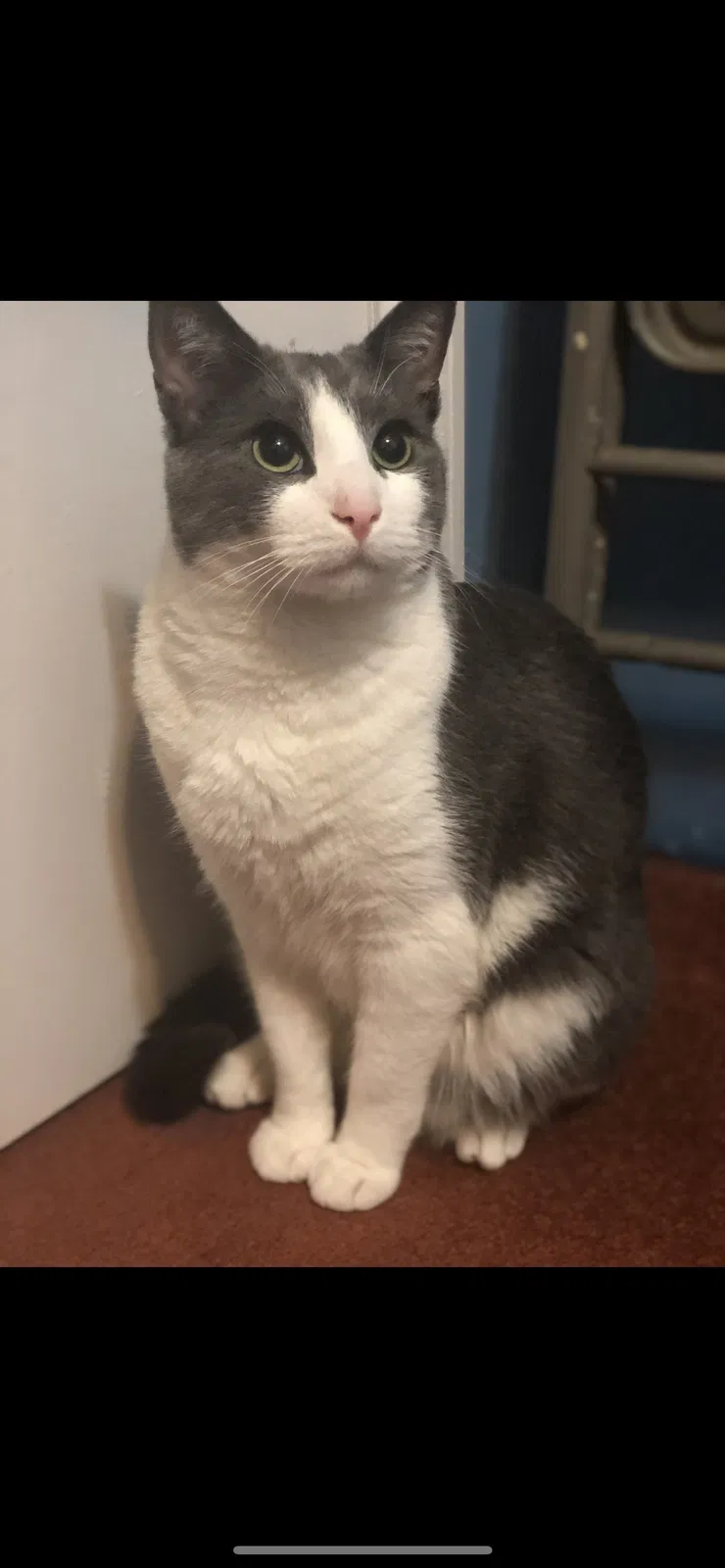 Lost cat in Medford, NY, 11763
