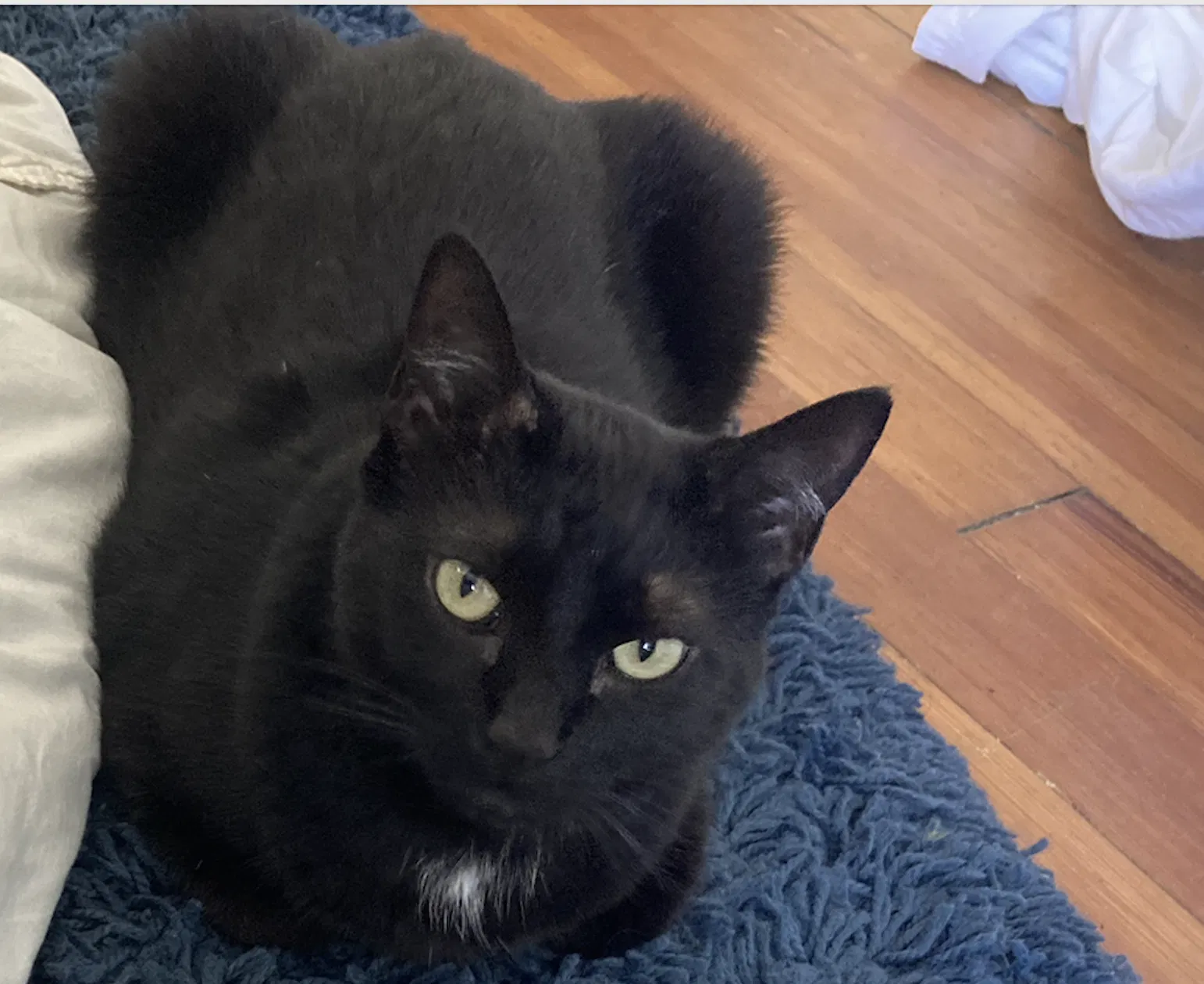Lost cat in Dorchester, MA, 2122