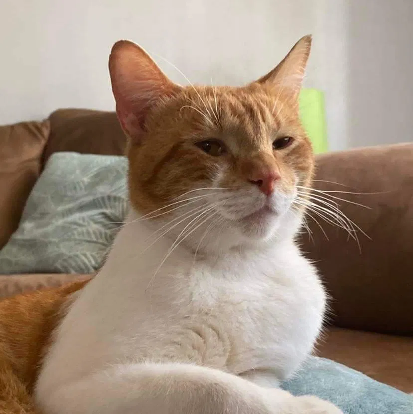 Lost cat in San Antonio, TX, 78233