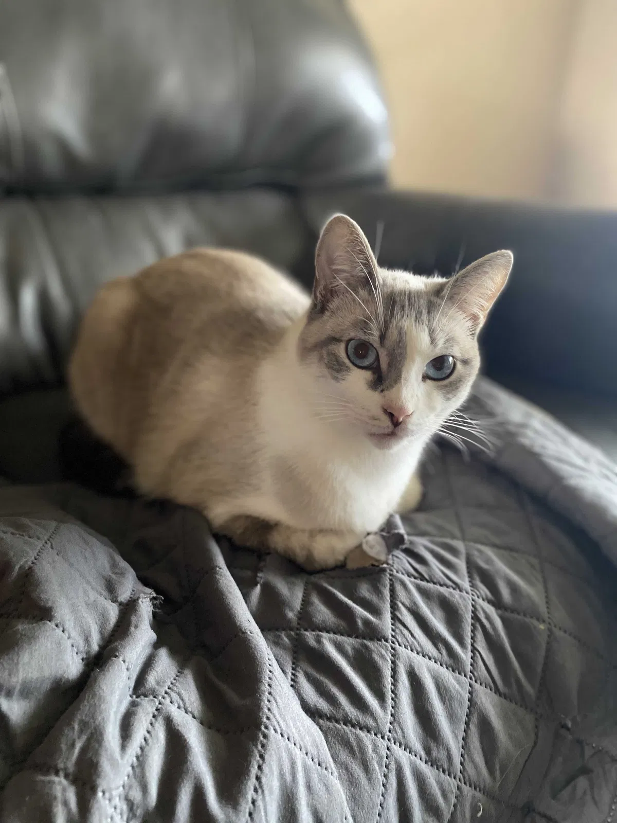 Lost cat in Christiana, TN, 37037