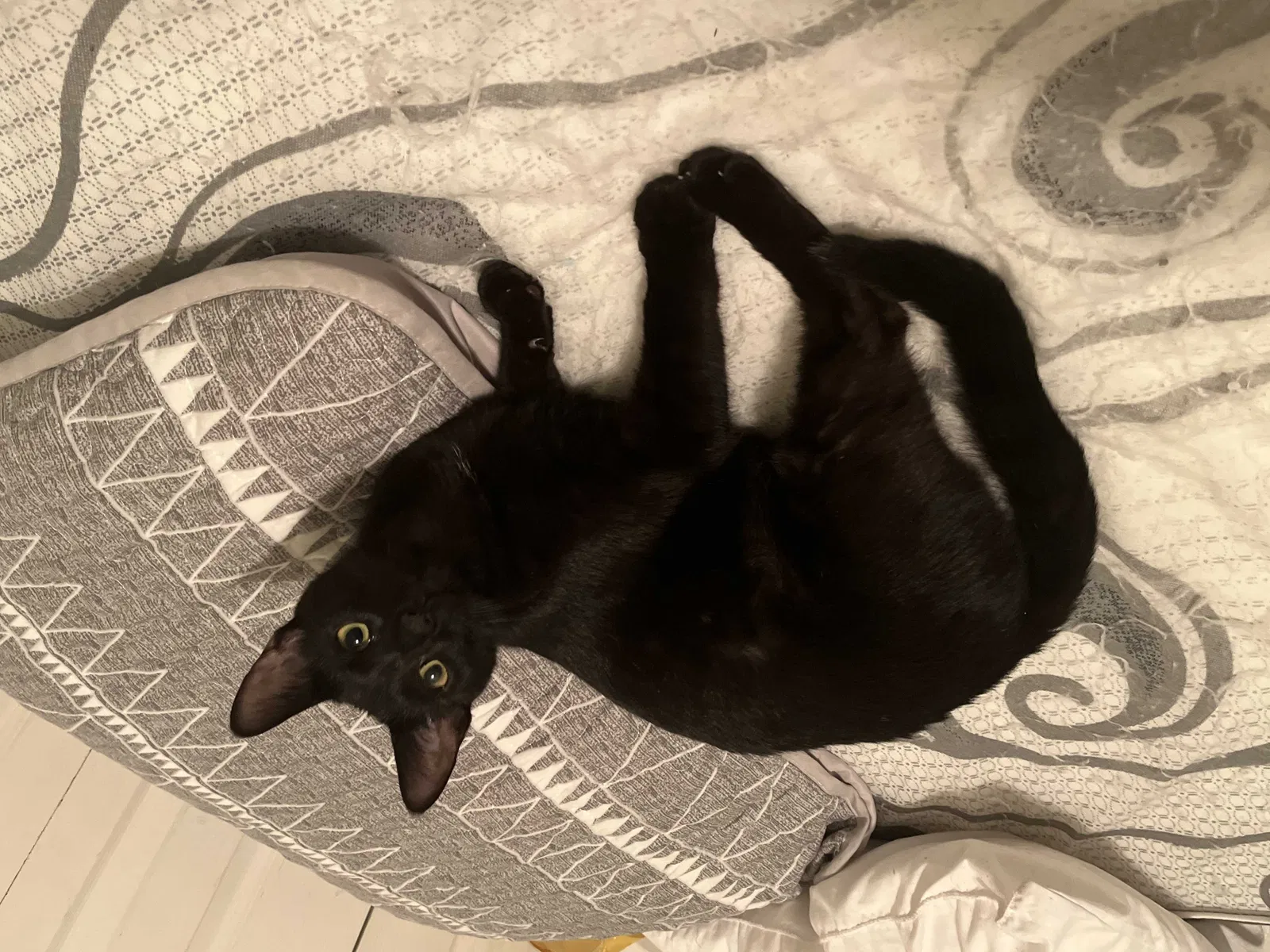 Lost cat in New Castle, IN, 47362
