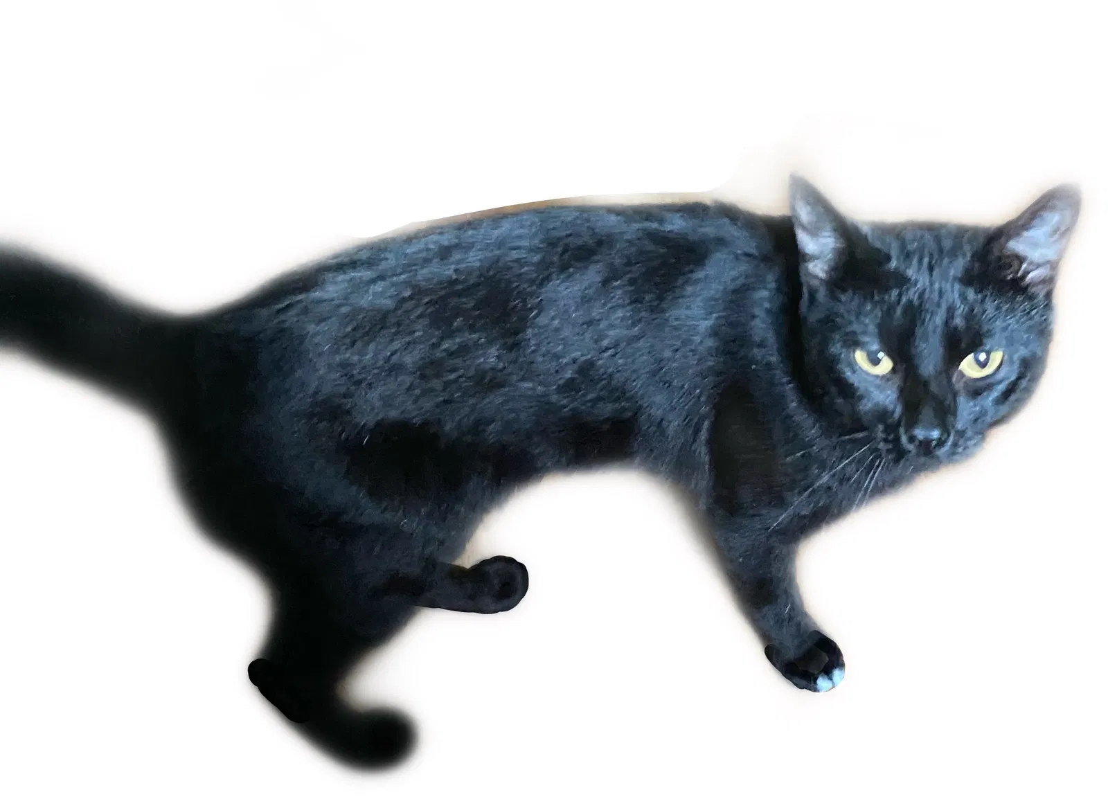 Lost cat in Columbia, TN, 38401