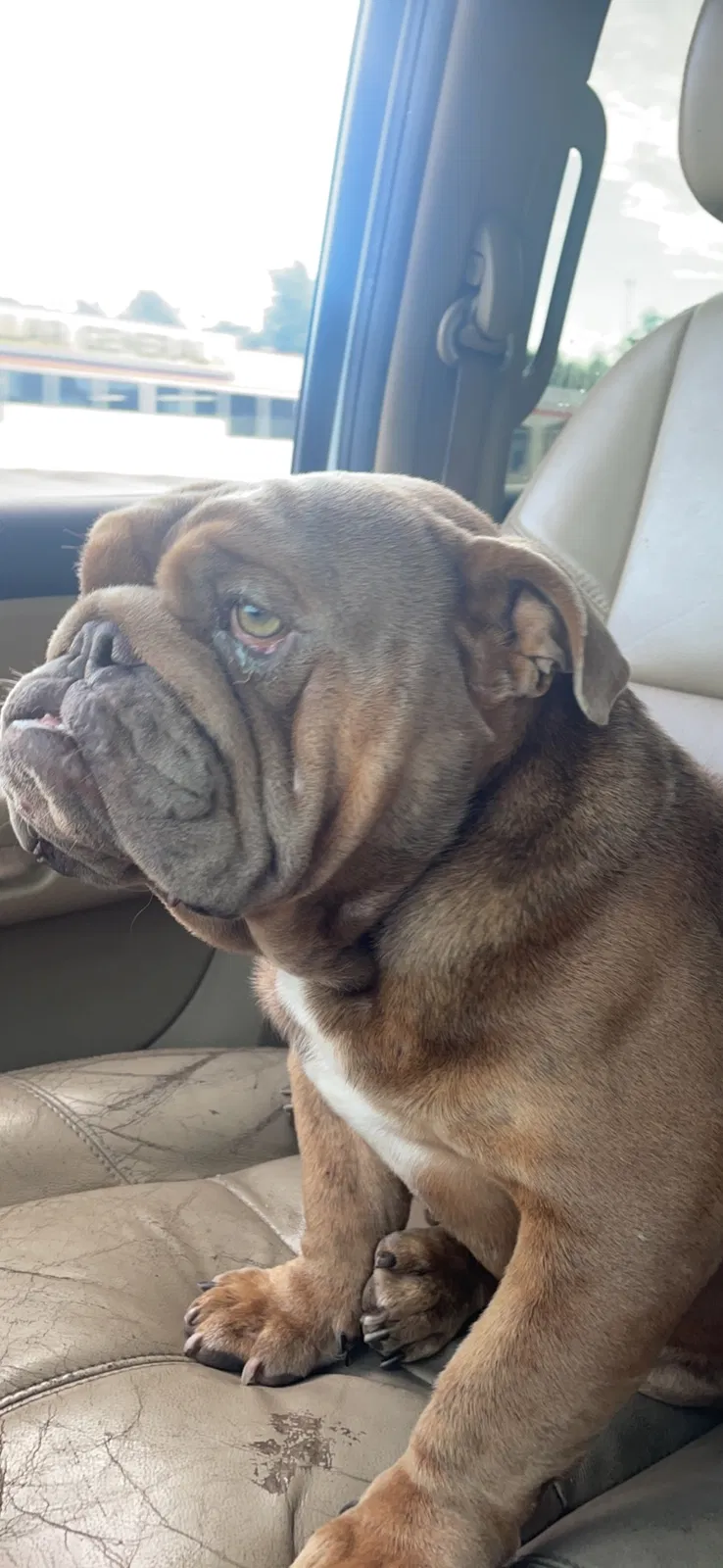 Lost dog in Oklahoma City, OK, 73141