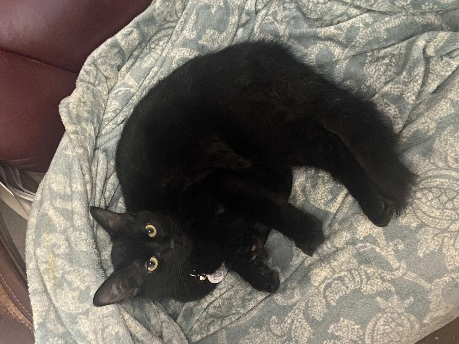 Lost cat in Brownsville, TX, 78521