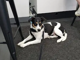 Lost dog in Dingmans Ferry, PA, 18328