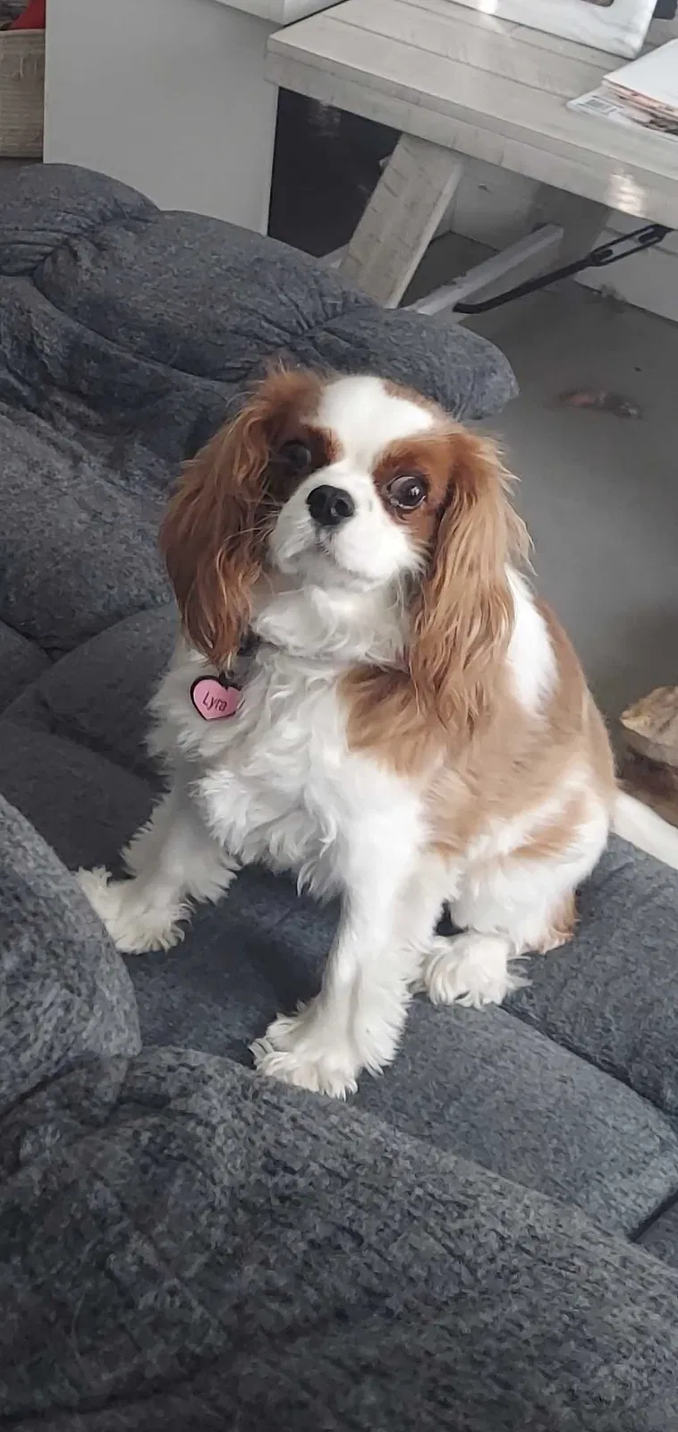 Lost dog in Oceanside, CA, 92056