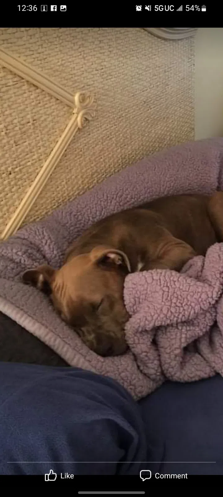 Lost dog in West Columbia, SC, 29169