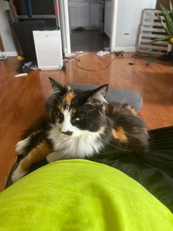 Lost cat in Grand Rapids, MI, 49505