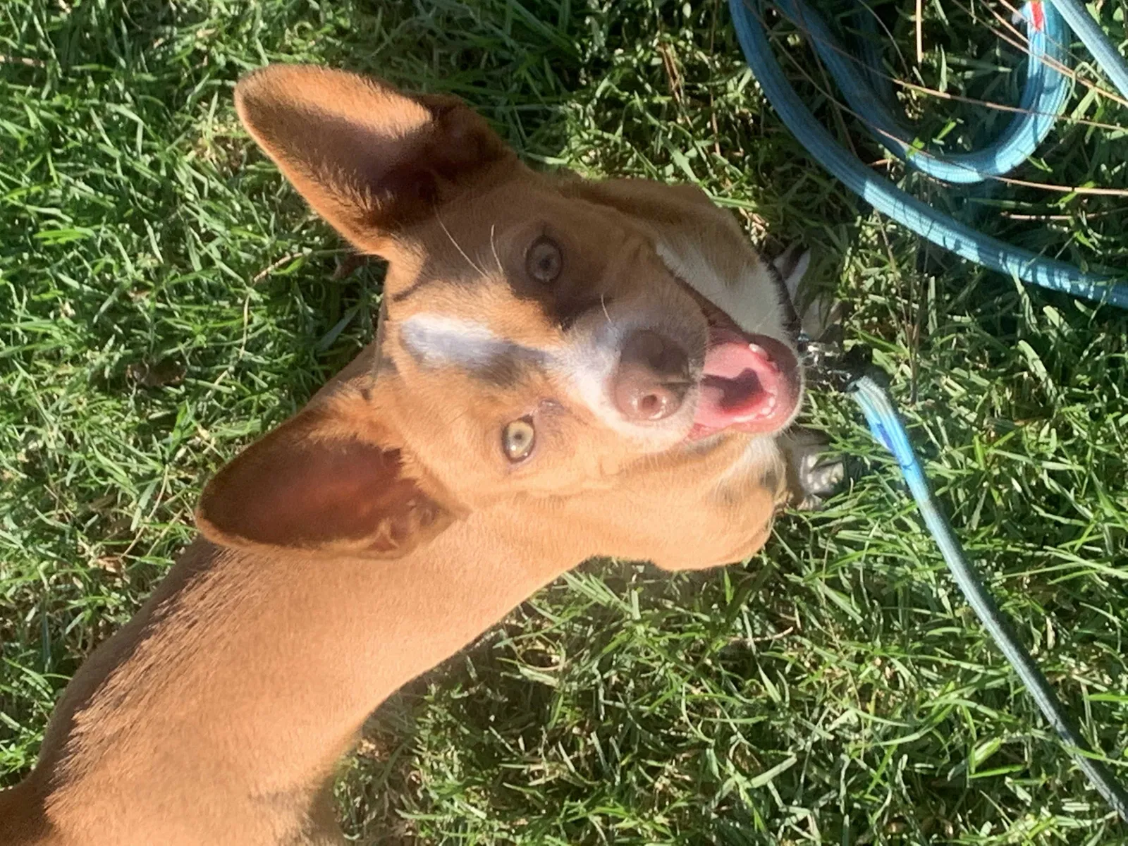 Lost dog in Inglewood, CA, 90301