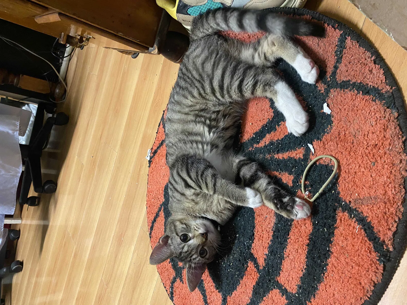 Lost cat in Lakewood, CA, 90713