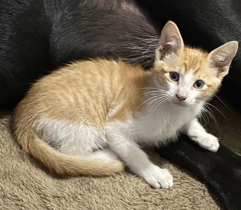 Lost cat in Vicksburg, MS, 39180