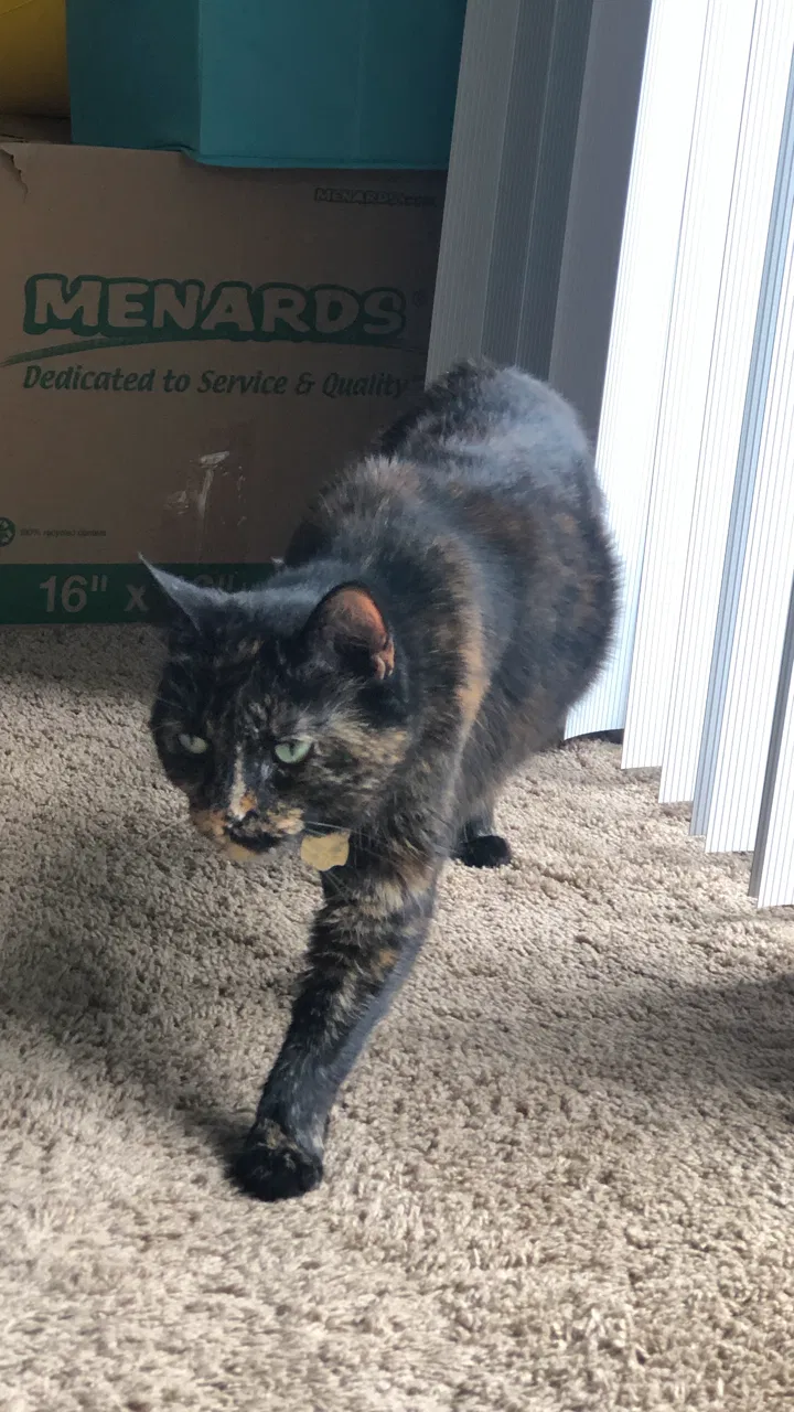 Lost cat in Indianapolis, IN, 46226