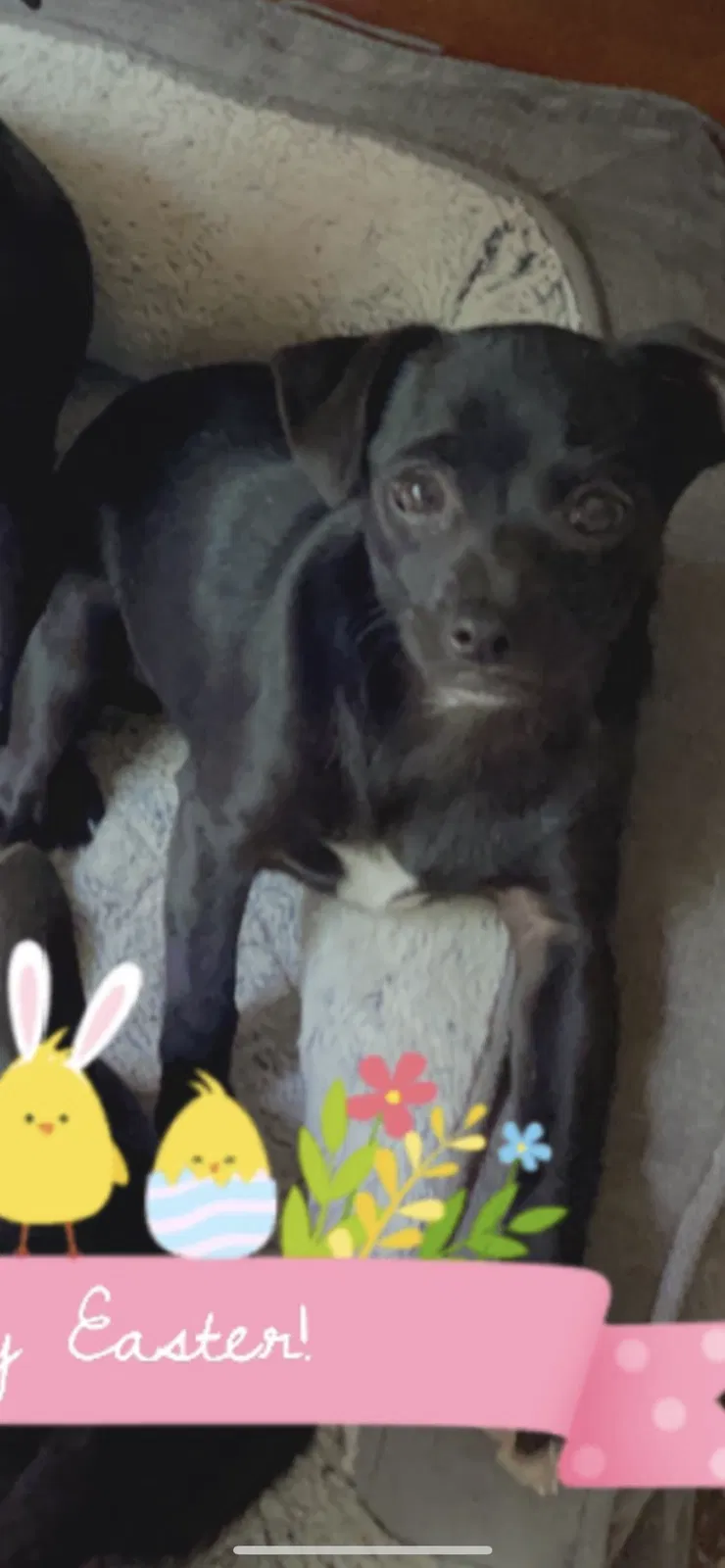 Lost dog in Houston, TX, 77011