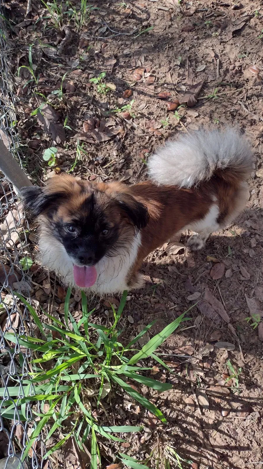 Found dog in Pleasanton, TX, 78064