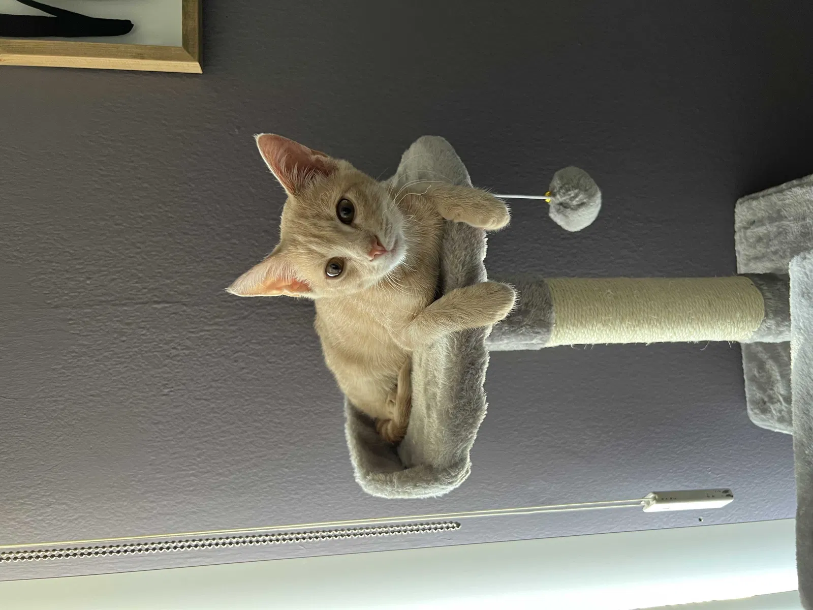 Lost cat in Sterling Heights, MI, 48312