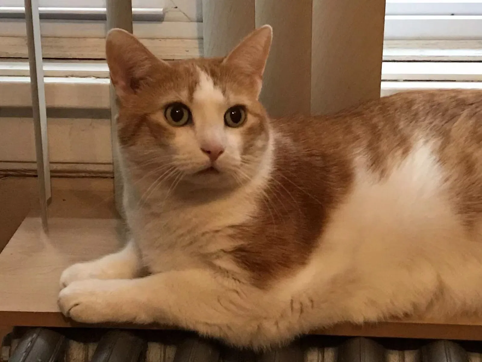 Lost cat in Chicago, IL, 60630