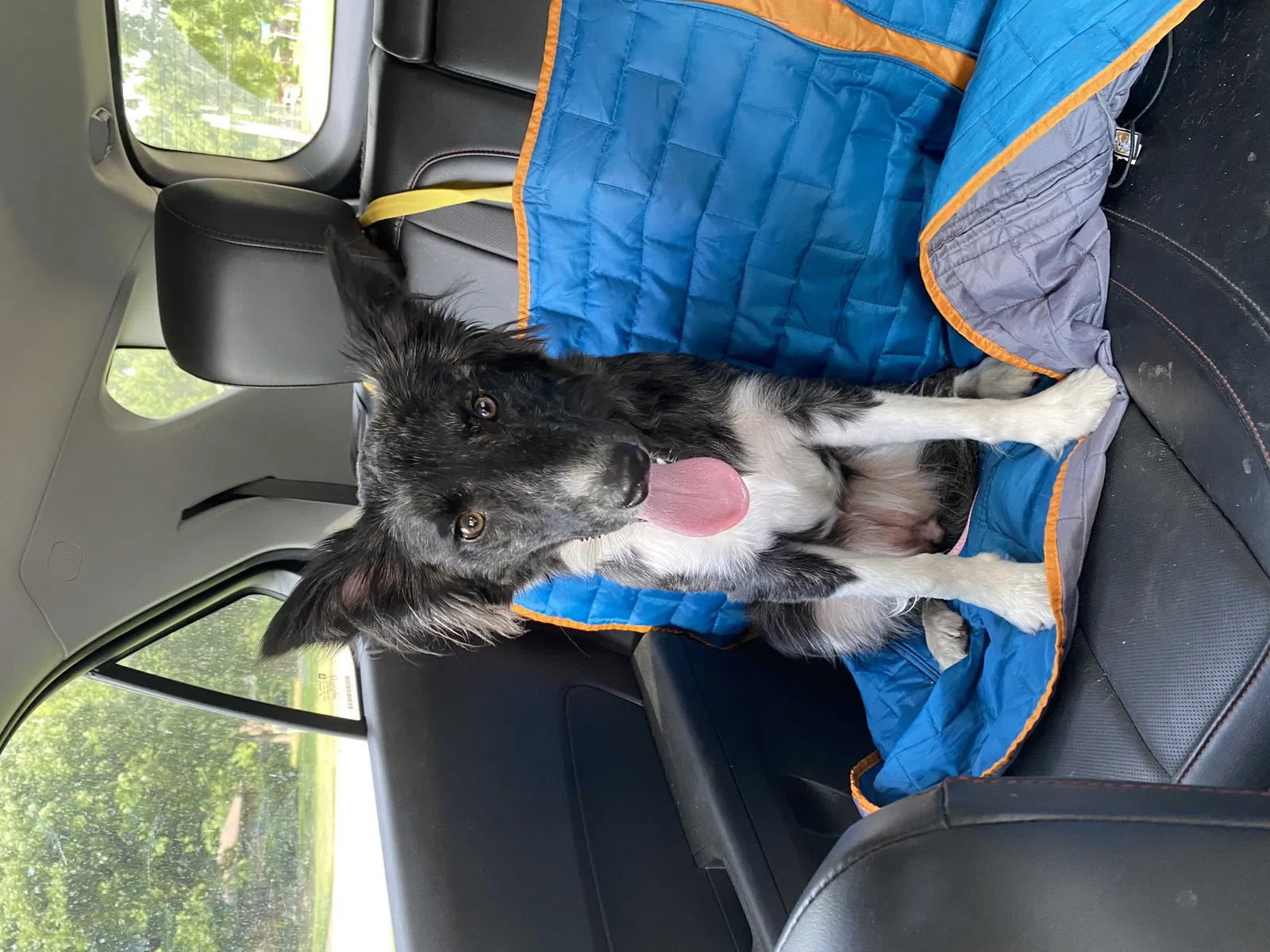 Lost dog in Wichita, KS, 67204