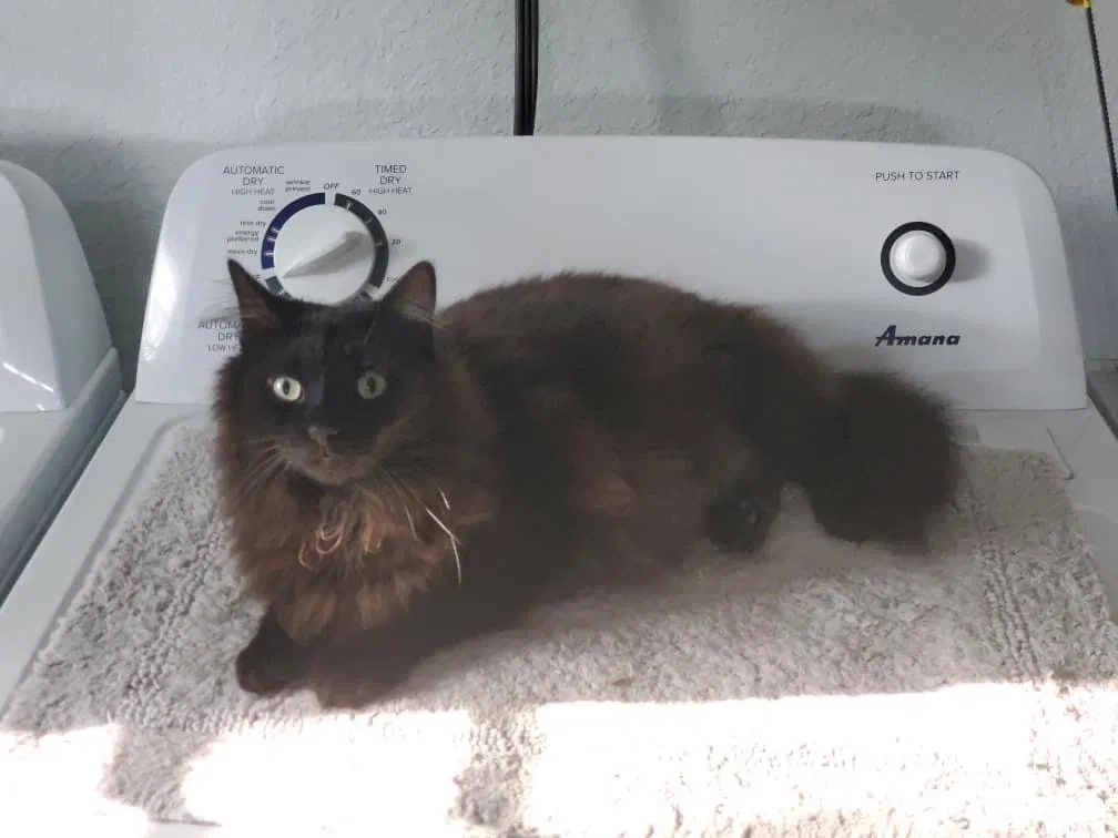 Lost cat in Palm Harbor, FL, 34683
