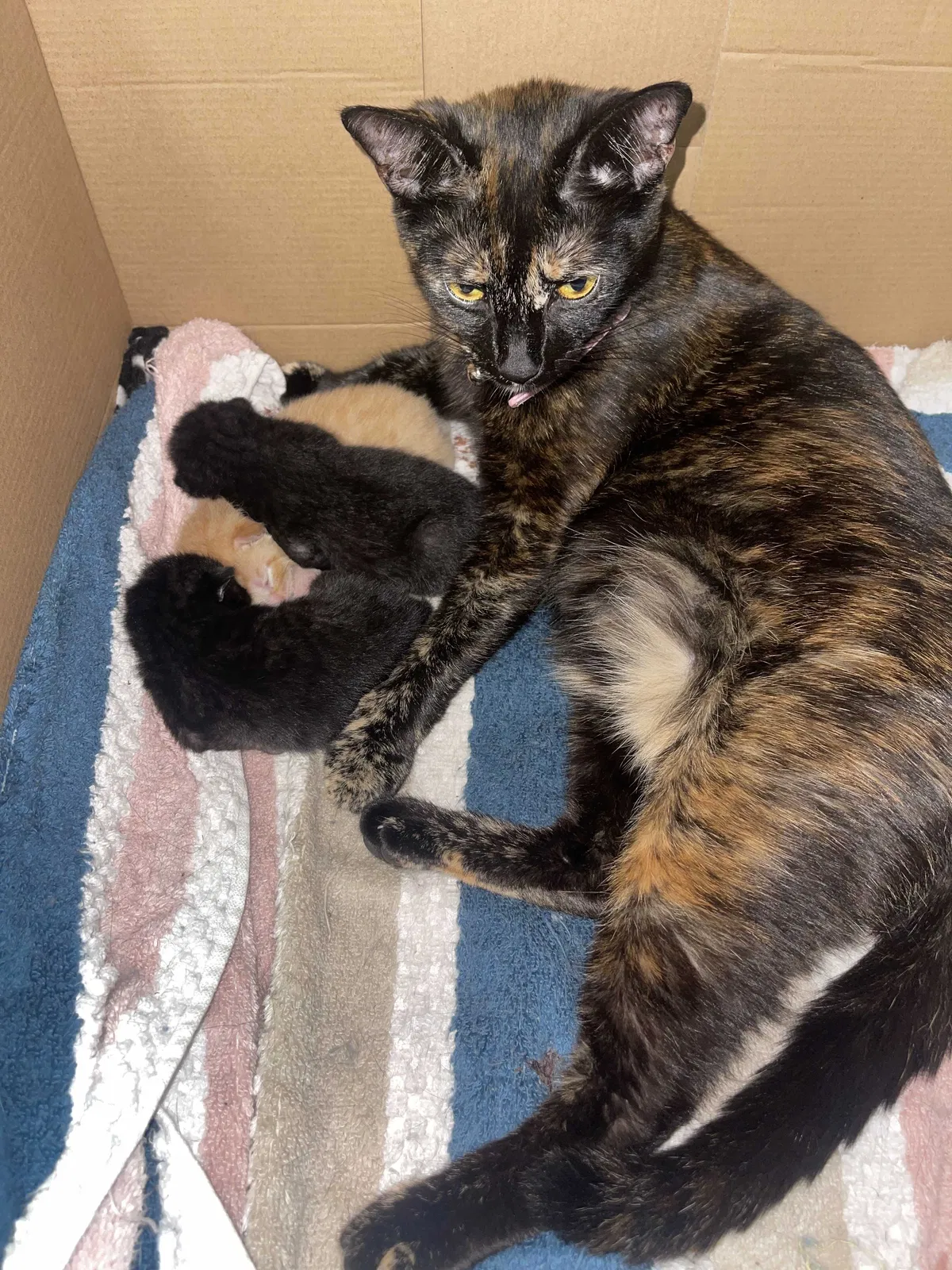 Lost cat in Kearny, NJ, 7032