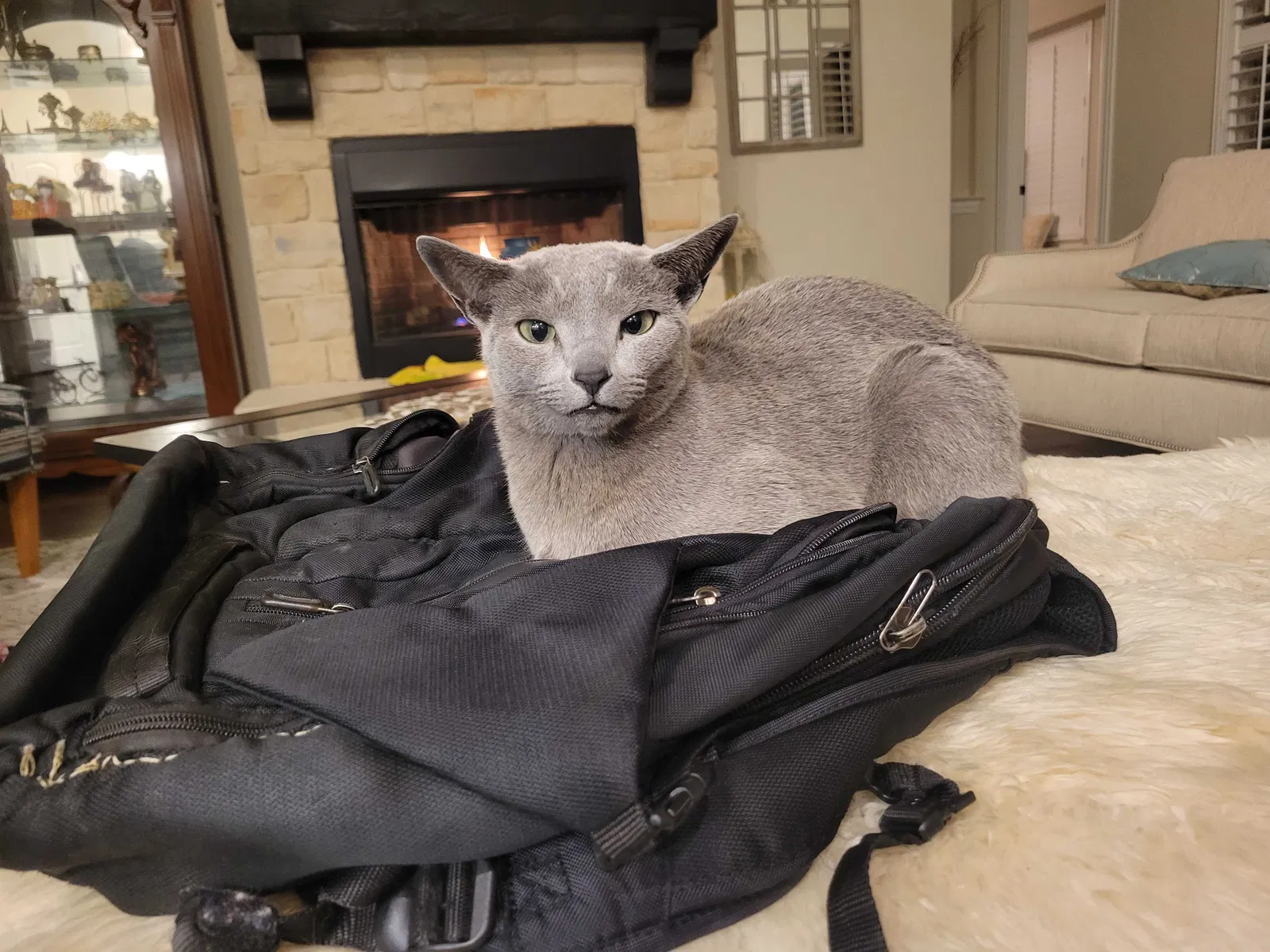 Lost cat in Wylie, TX, 75098