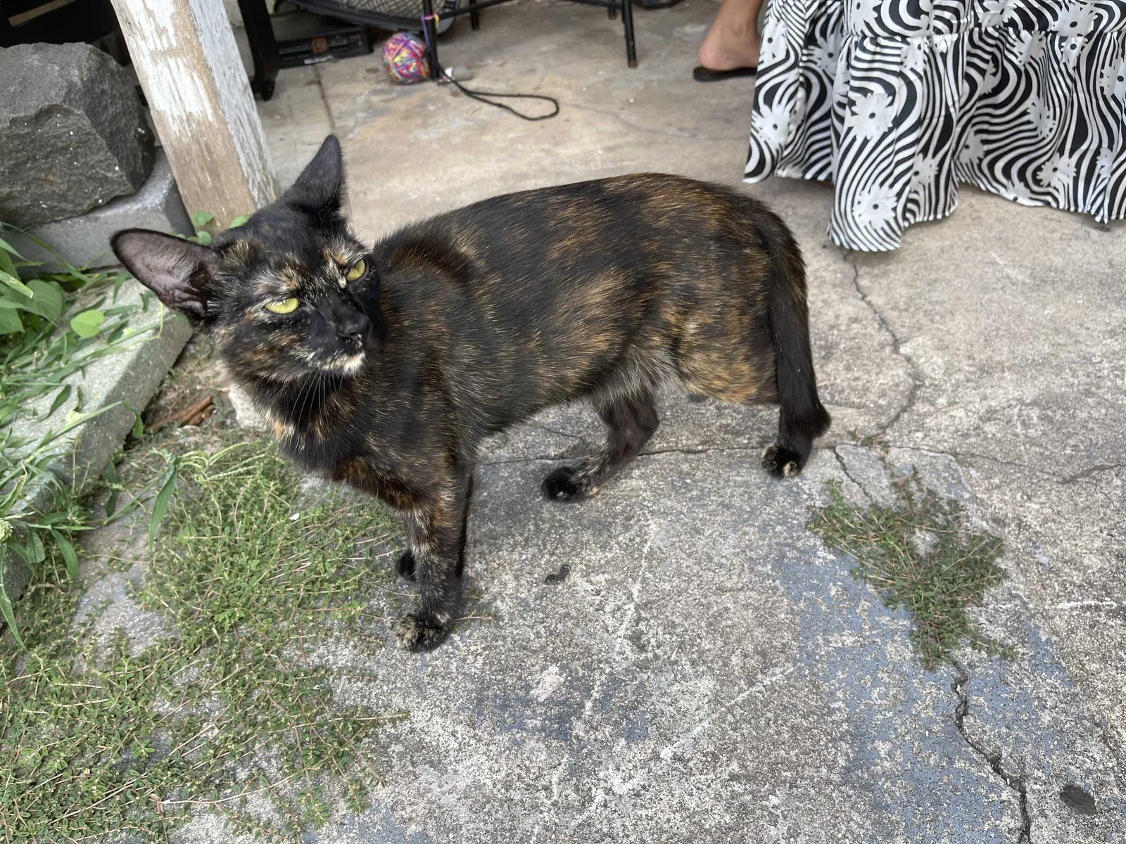 Lost cat in Kearny, NJ, 7032