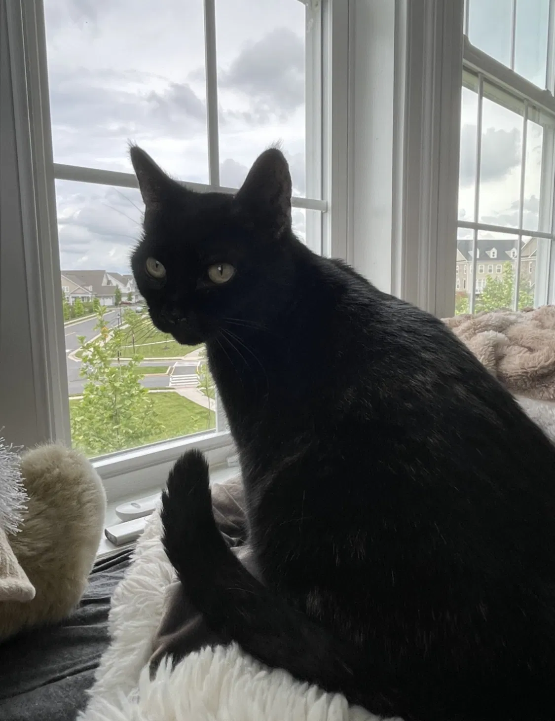 Lost cat in Ashburn, VA, 20148