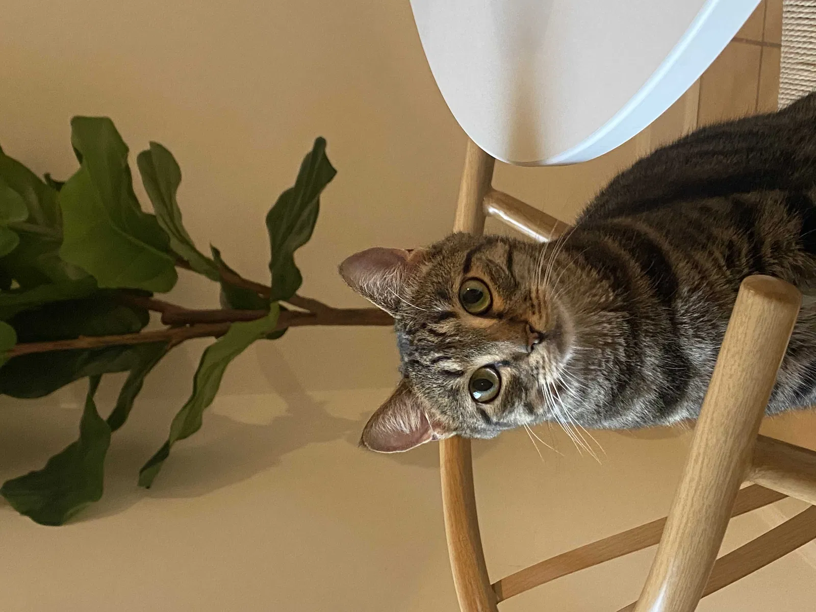 Lost cat in Virginia Beach, VA, 23454