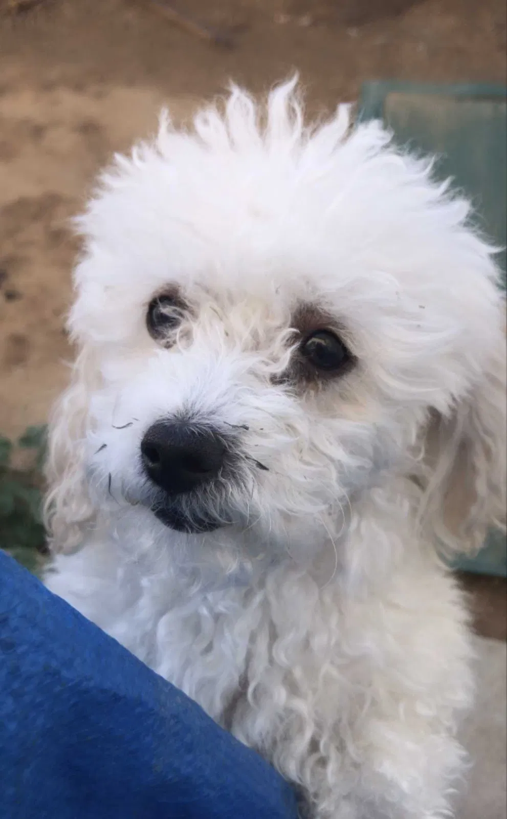 Lost dog in Bakersfield, CA, 93306