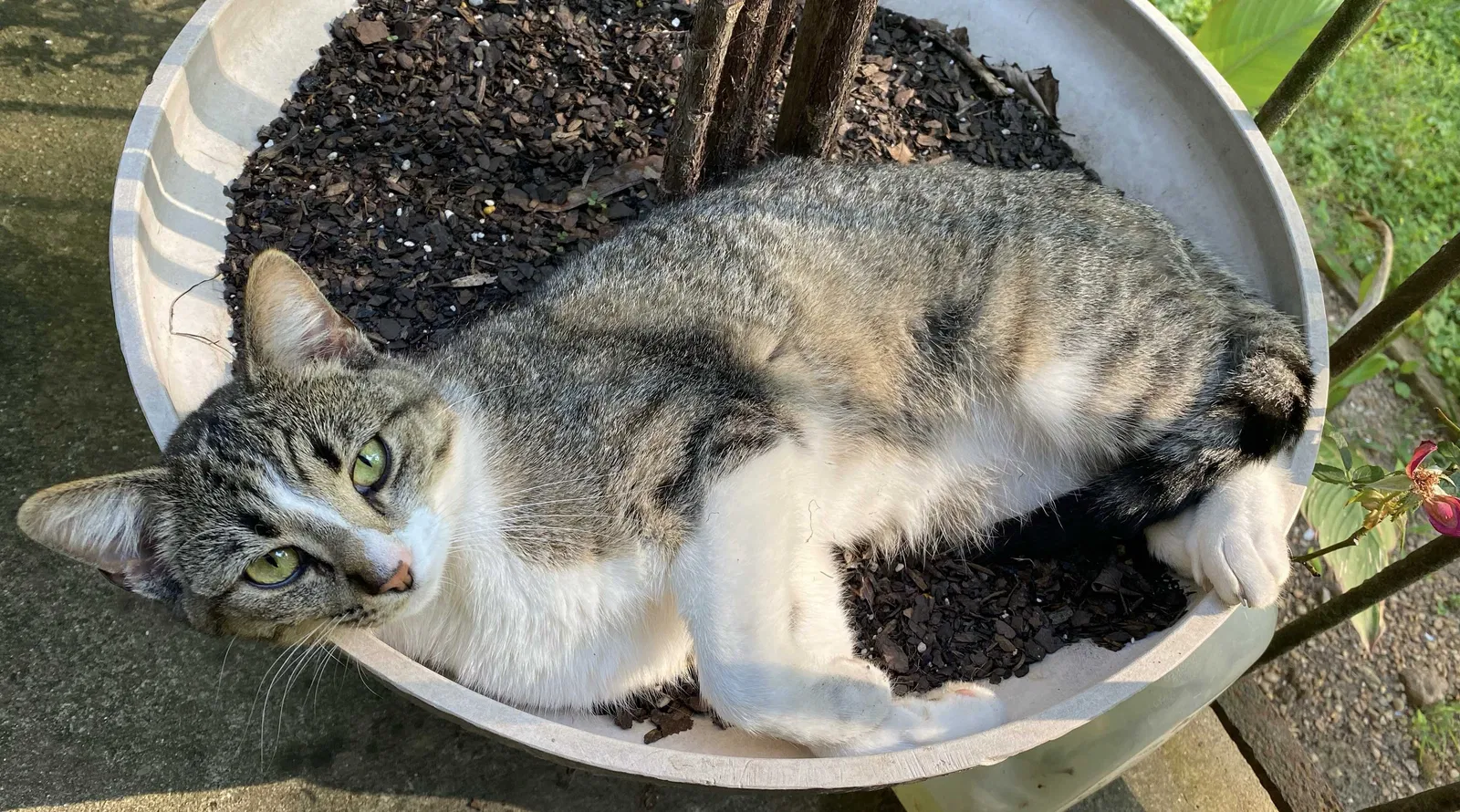 Lost cat in Nashville, TN, 37221