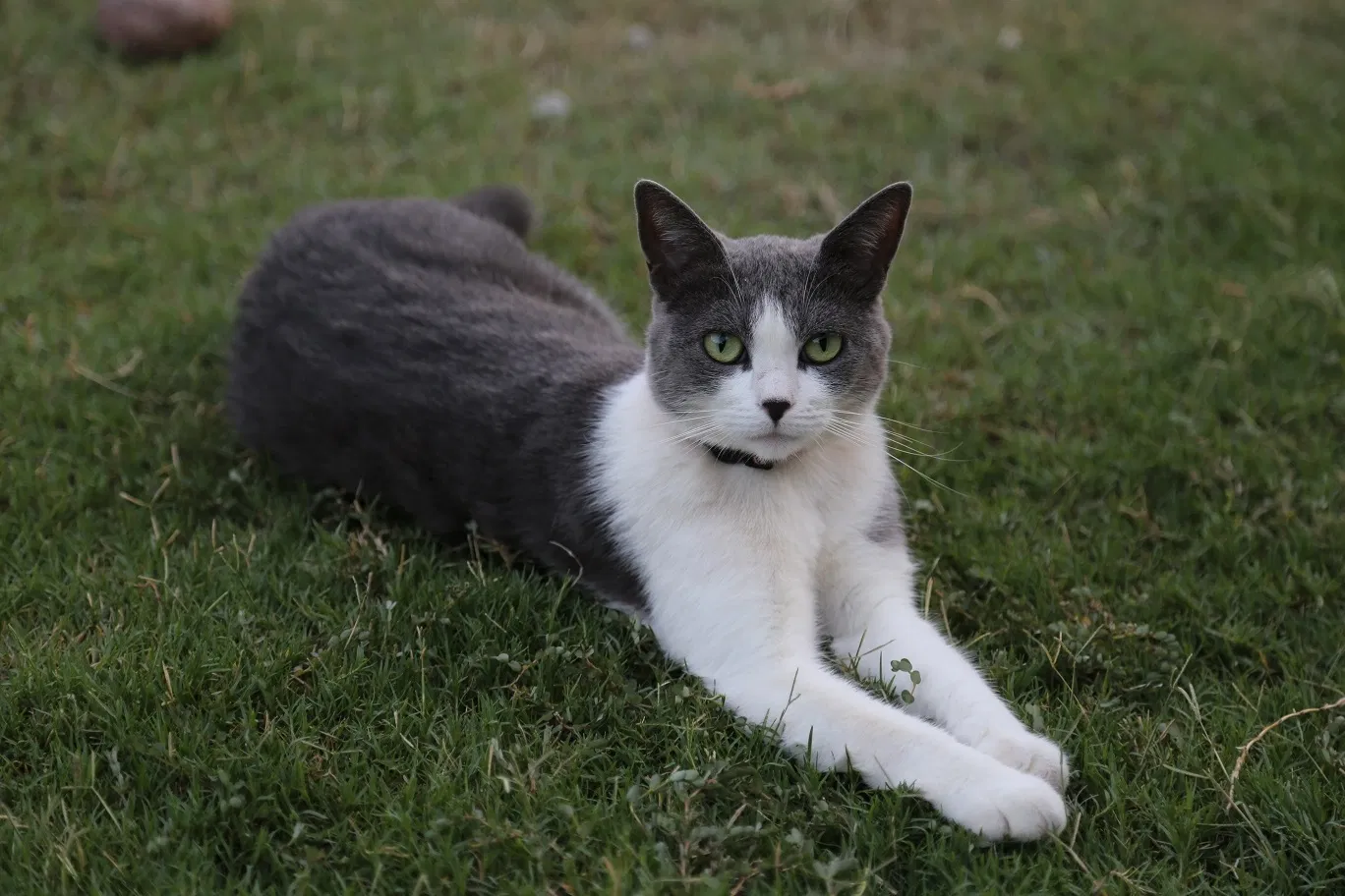 Lost cat in Gilbert, AZ, 85298