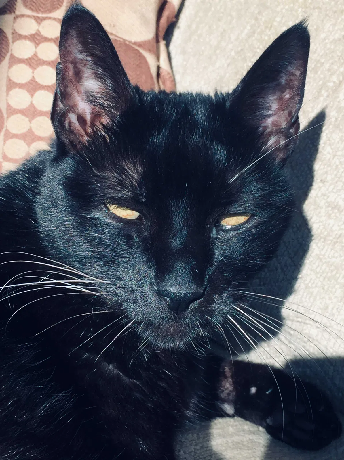 Lost cat in Berkeley, CA, 94705